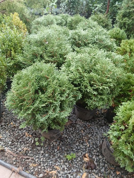 Plante ornamentale