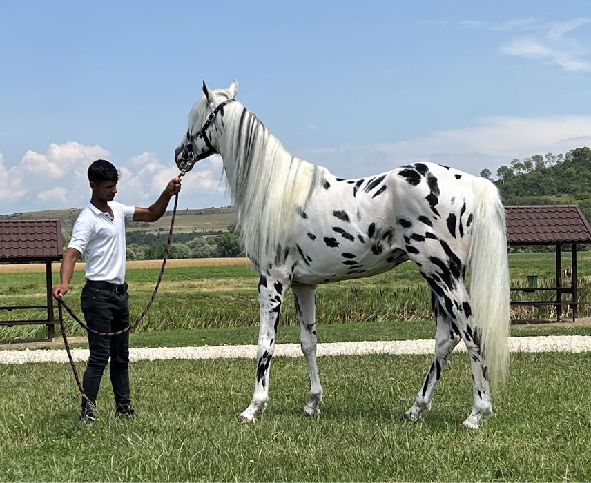 Armăsar Appaloosa echitație călărie