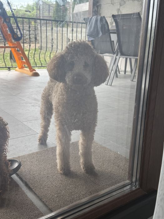 Pudel / poodle mascul