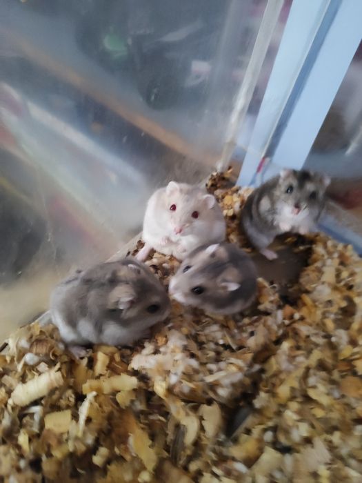 Хомяки Джунгарии