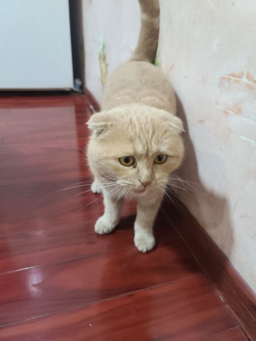 Шотландская вислоухая