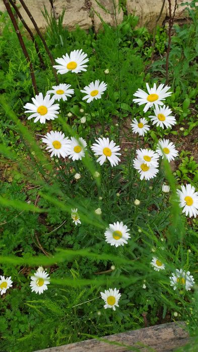 Цветы многолетние