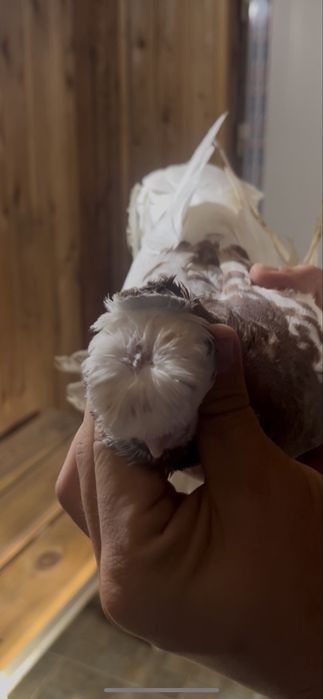 Голуби Капкан самец