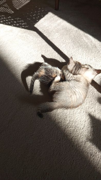 Отдам котят в добрые руки