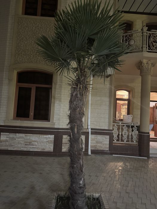 Пальма и магнолия