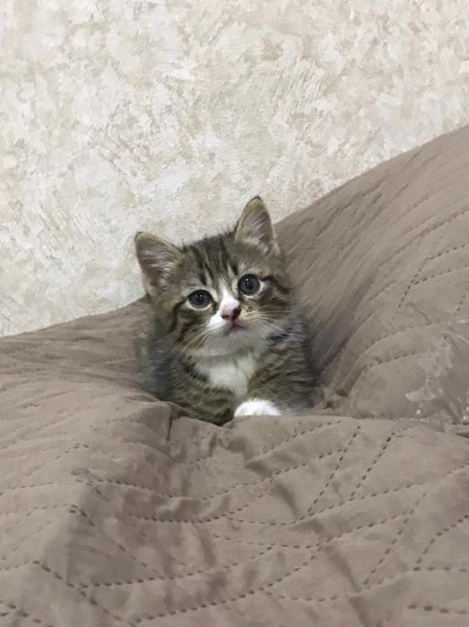 Котёнок,2 месяца,мальчик