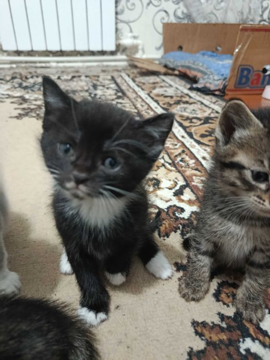 Отдам котенков в хорошие руки