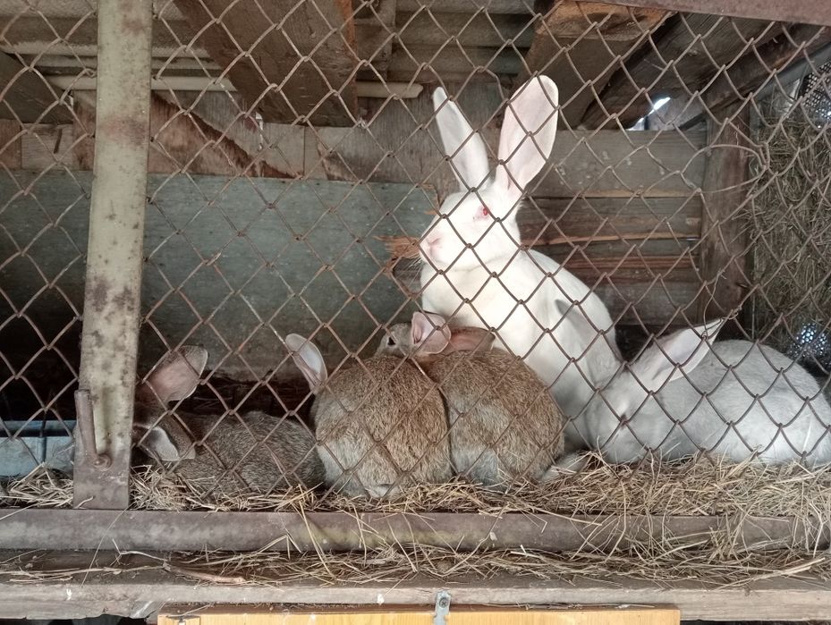 Продам кроликов,от3т.т