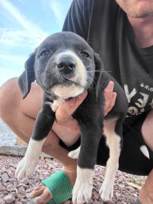 Подарю подружку, в добрые руки