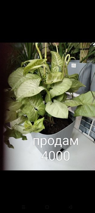 Продам комнатные цветы