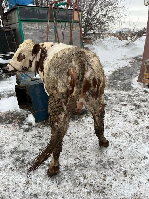 Продается бычки с откорма