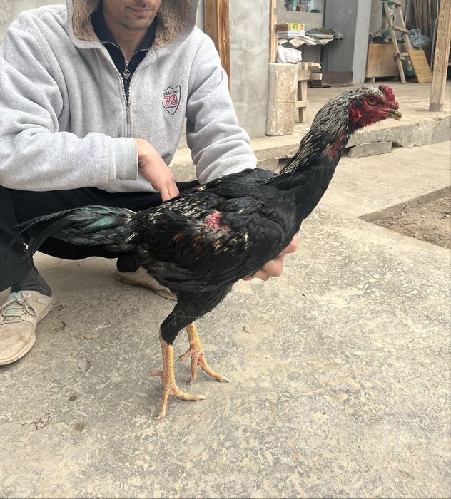 Dakan xo’roz tovuqi bilan birga turk toza