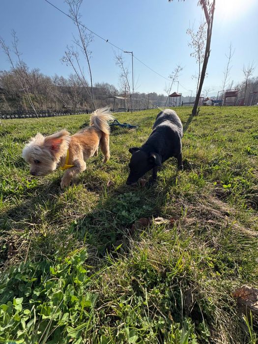 Ищу хозяев для собак