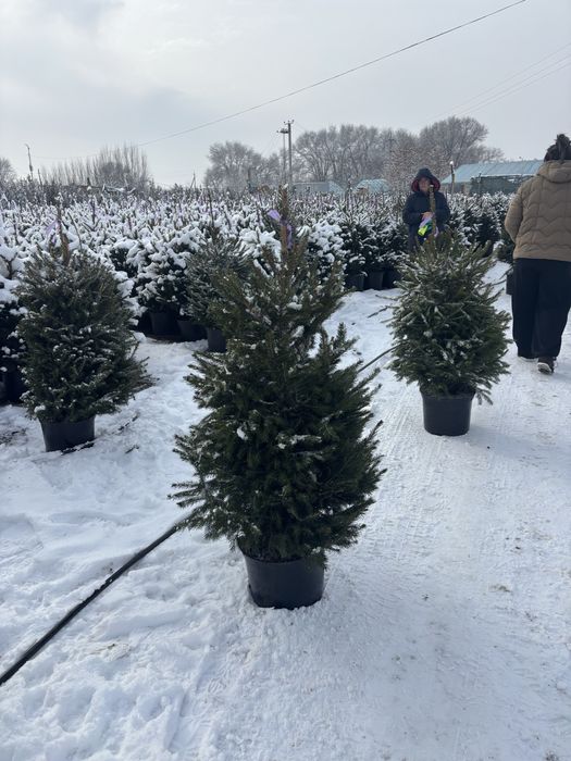 Зеленая елка в Алмате живая ёлка Ель саженцы ели с гаршком