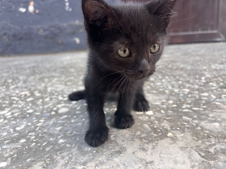 Отдам котят в добрые руки