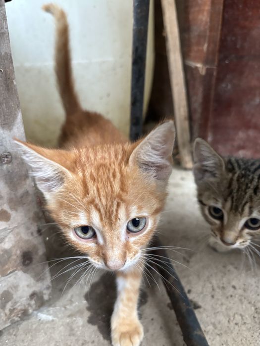 Pui de pisică, spre adoptie