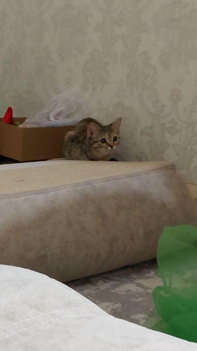 Отдам срочно кошку