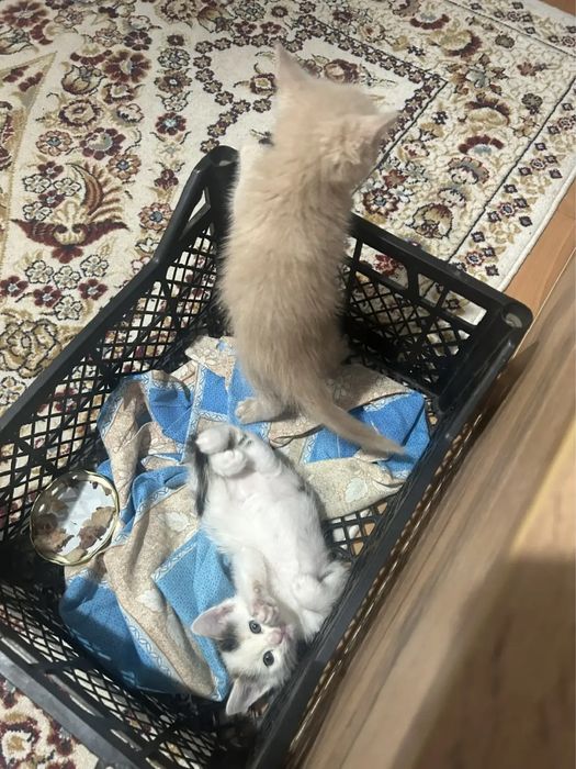 Котята ищут хозяев