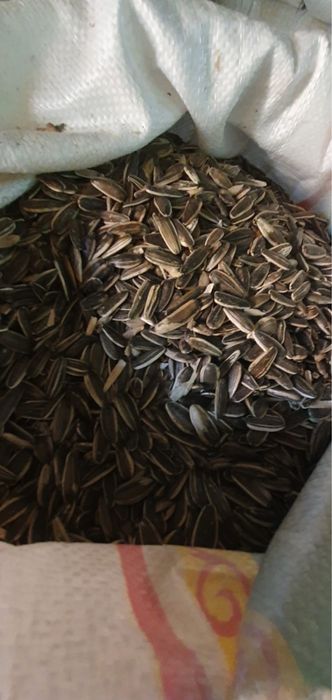 Семечки турецкие белые,  серые 361 сорт