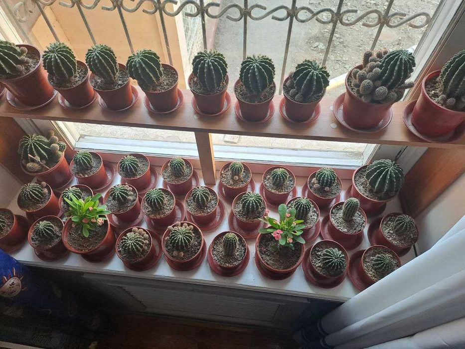 Продаю  Кактусы оптом