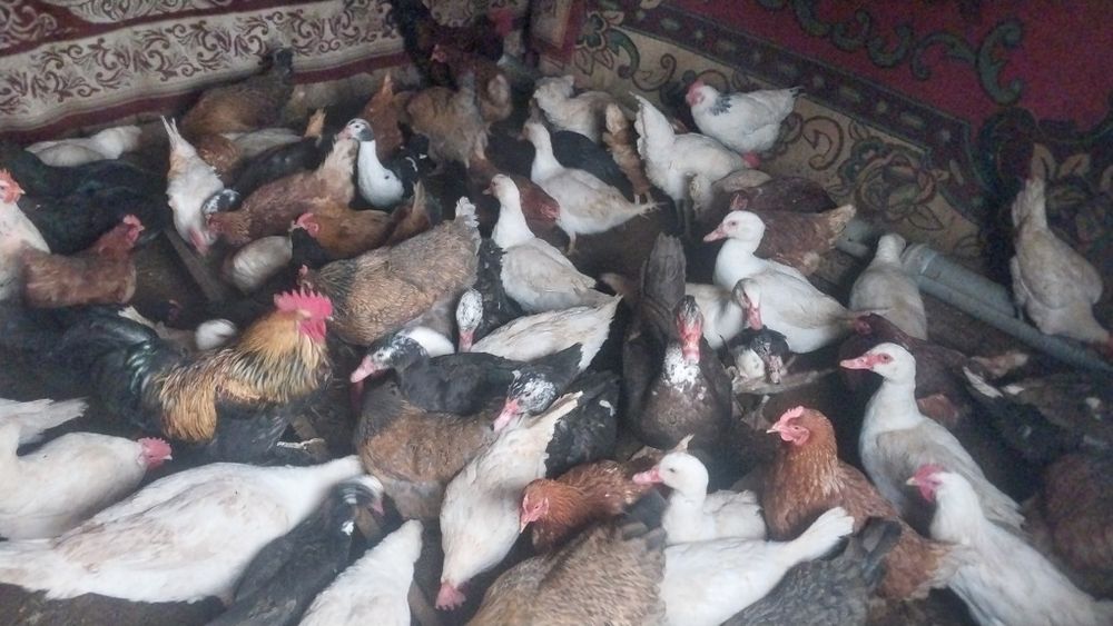 Куры и индаутка продаётся