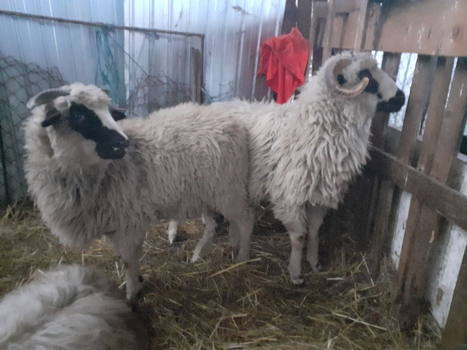 Disponibil 4 miei berbecuți