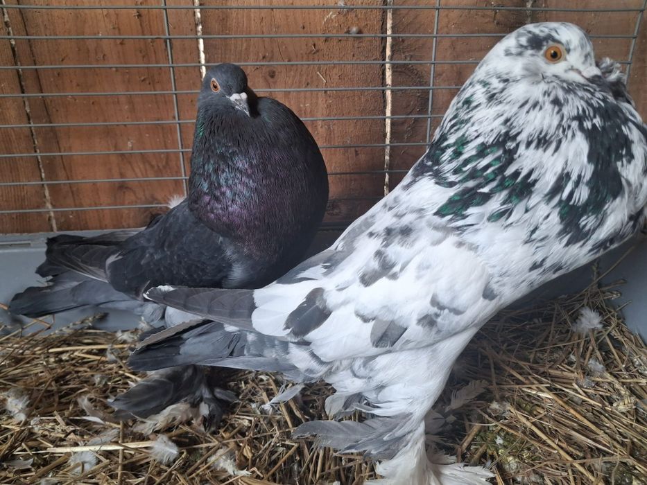 Rîndunele  și gușați de pomerania