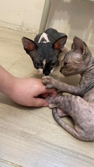 Котята свинкс  50000тг