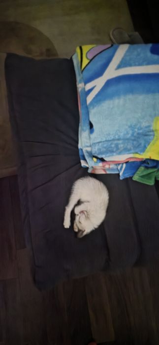 Отдам котёнка в добрые руки