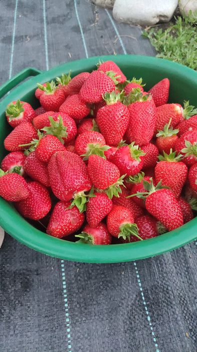 Земляника (Клубника) сорт Галя Чив