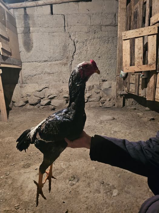 Продаю Бойцовыж Жужя