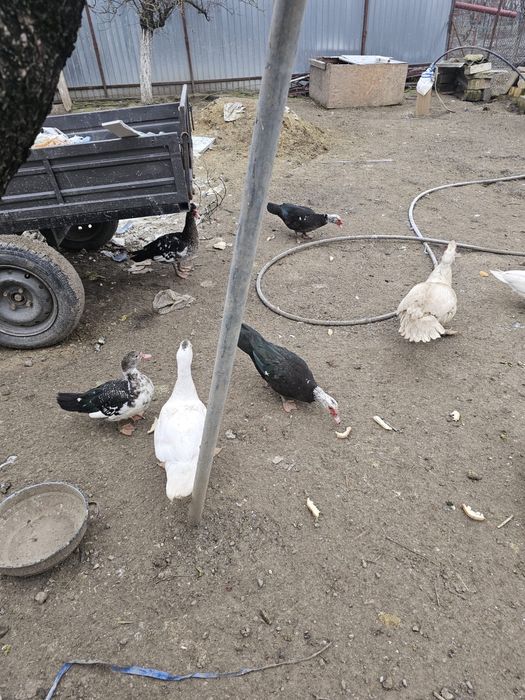 Vand rate tinere de anul acesta