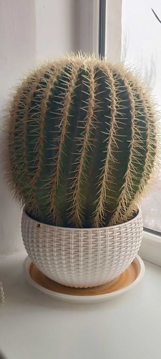 КАКТУС отдам даром