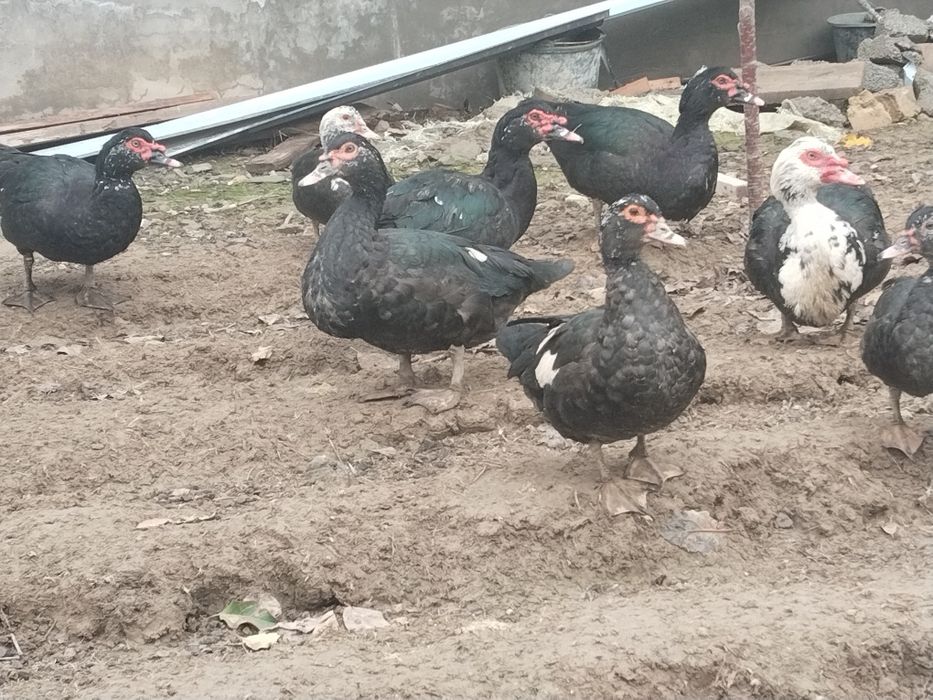 Индоуткалар сотилади.