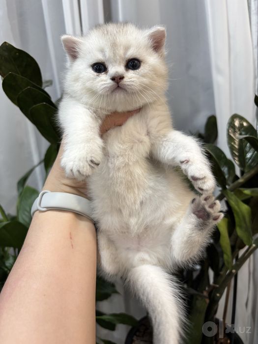 Серебристая шиншилла