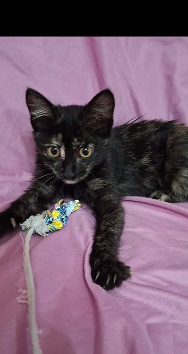 Чудо котенок Рада в добрые руки!