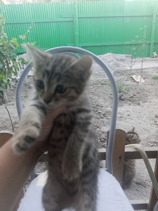 Отдам в добрые руки