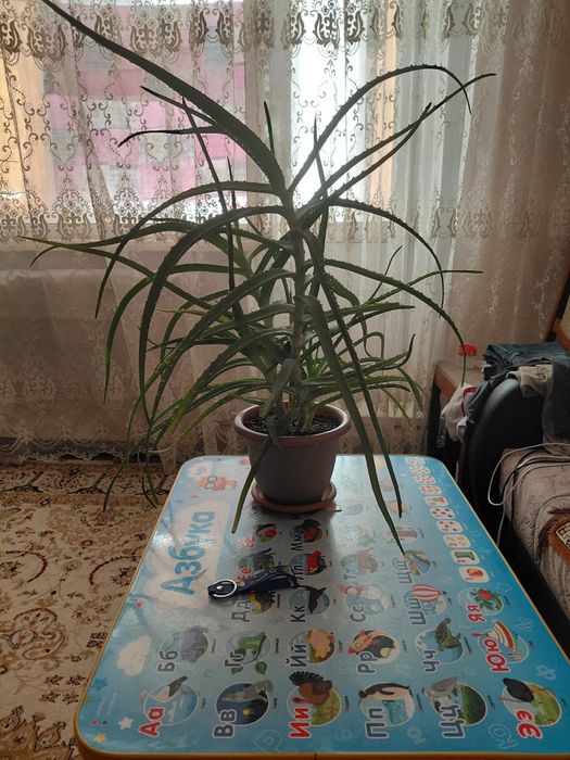 Алоэ лечебный  4 года.