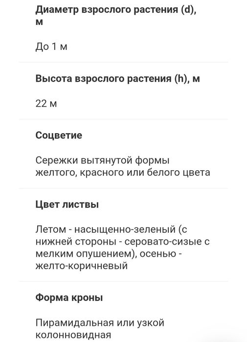 Тополь пирамидальный, саженцы