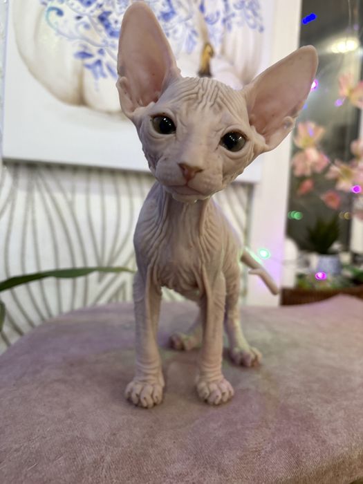 Котята мальчики донской сфинкс