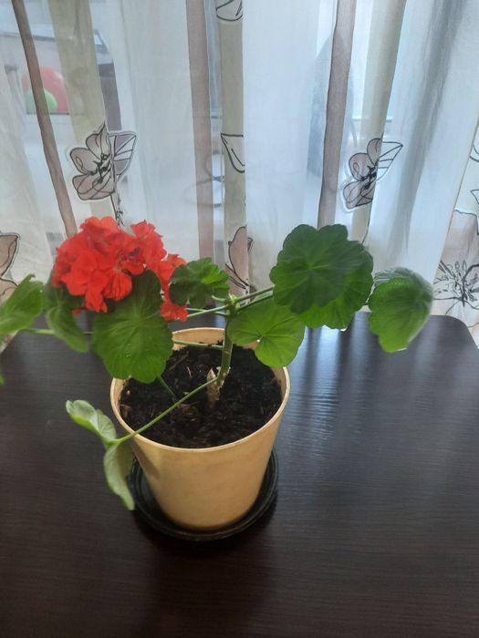 Продается домашний цветок