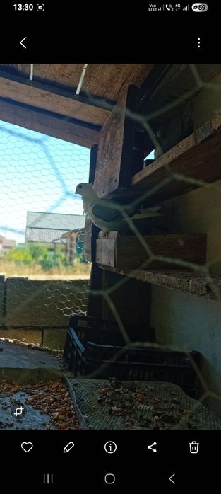 Porumbei satineți(misirlii) sau schimb cu voltați indieni