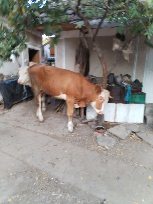 Juninci baltate de vanzare