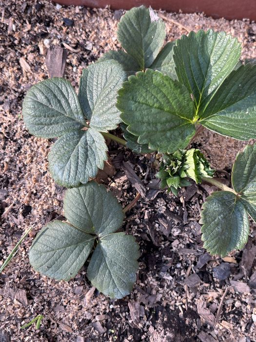 Садовые растения Алматы