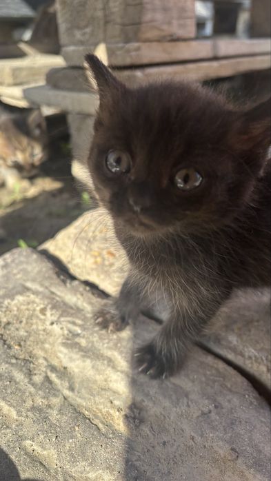 Отдам котят в хорошие руки