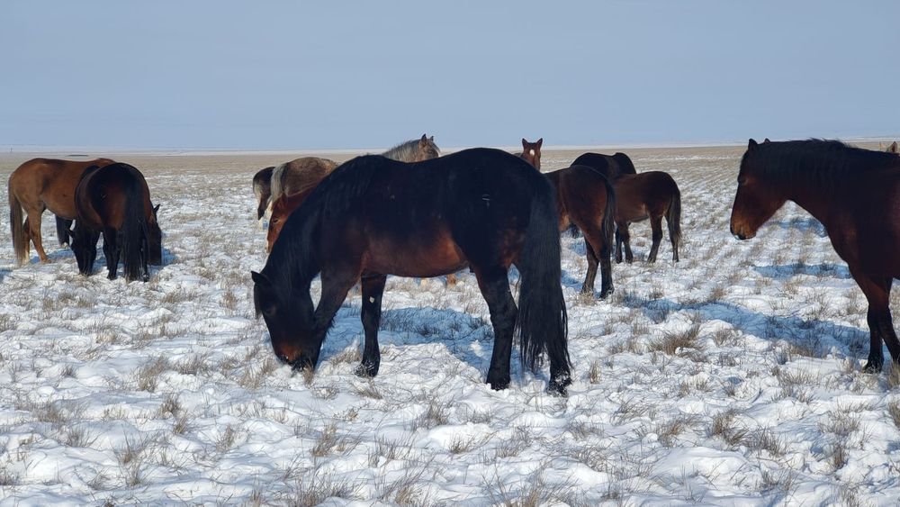 Жеребец Айгыр!!!