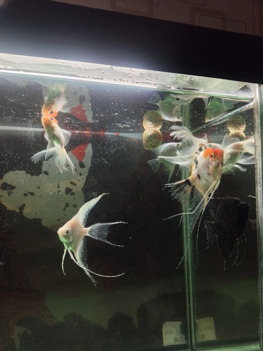 Продаю аквариум с рыбками