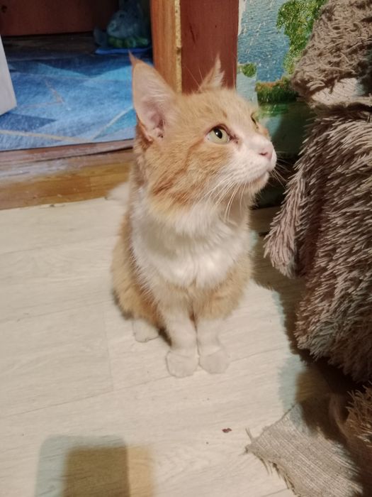Котят в добрые руки