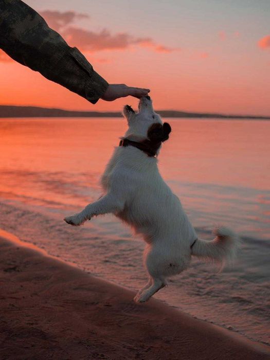 Джек расл терьер ищет подружку