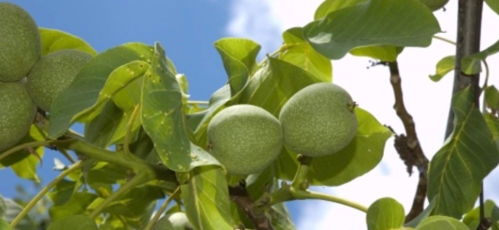 Nuci Chandler Pesceanski Visin Alun Castan Paulownia.Plantare RO.UE